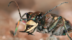 Animals insects Beetles iridescence