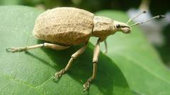 Animals insects Beetles Weevil