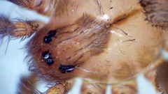 Animals insects brown spiders