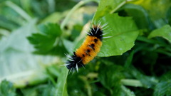 Animals insects caterpillars