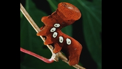 Animals insects caterpillars