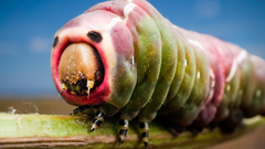 Animals insects caterpillars