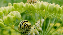 Animals insects caterpillars Green