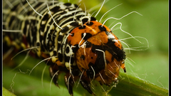 Animals insects caterpillars macro
