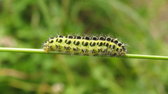 Animals insects caterpillars raupen