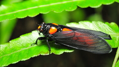Animals insects cicada nature
