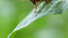 Animals insects cricket insect