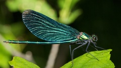 Animals insects damselfly