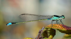 Animals insects Dragonflies