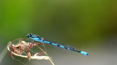 Animals insects Dragonflies