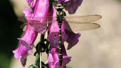 Animals insects Dragonflies
