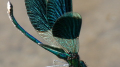 Animals insects Dragonflies