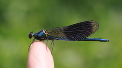 Animals insects Dragonflies