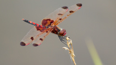 Animals insects dragonfly Dragonflies