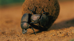 Animals insects dung beetle