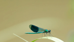 Animals insects grass Dragonflies