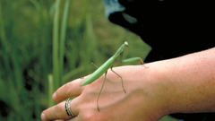 Animals insects hands mantis