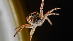 Animals insects leap spiders