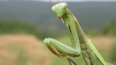 Animals insects mantis