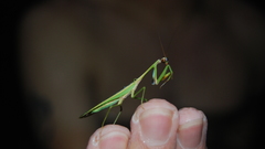 Animals insects mantis