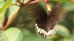 Animals insects moth