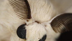 Animals insects moth