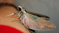 Animals insects moth insect
