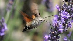 Animals insects moth insect