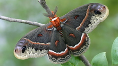 Animals insects moth macro