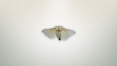 Animals insects moth white