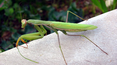 Animals insects praying mantis