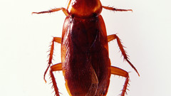Animals insects roach insect