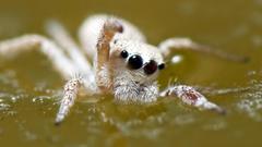 Animals insects spiders arachnids