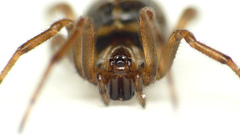 Animals insects spiders arachnids