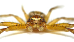 Animals insects spiders arachnids