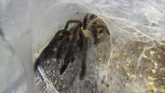 Animals insects spiders arachnids