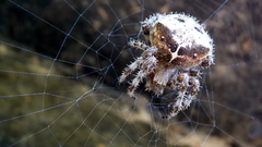 Animals insects spiders arachnids