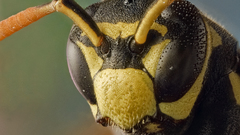 Animals insects wasp micro