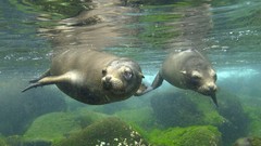 Animals Islands pair Ecuador sea lions