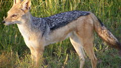 Animals jackal animal