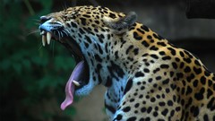 Animals jaguars