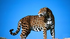 Animals jaguars