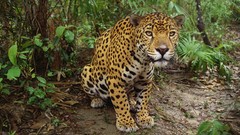 Animals jaguars belize