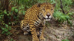 Animals jaguars belize