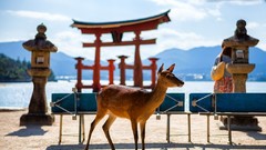 Animals Japan deer itsukushima shrine asian architecture 