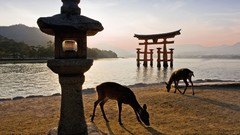 Animals Japan gate itsukushima shrine shrine torii shinto