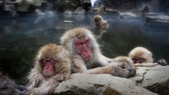 Animals japanese macaque snow monkey