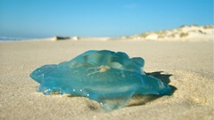 Animals jellyfish Wild nature