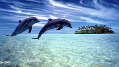 Animals jumping Islands swimming