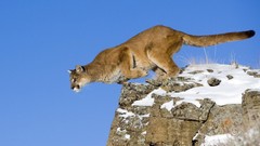 Animals jumping puma feline